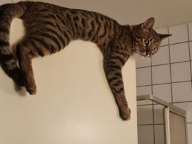 Bengalmischling sucht neues Zuhause