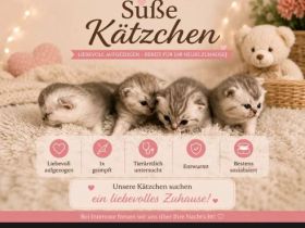 Vermittlung unserer BKH Kitten