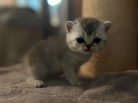 Vermittlung unserer BKH Kitten
