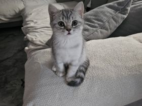 Auszugsbereite BKH Kitten