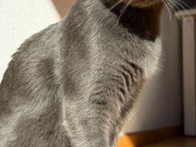 Russische Blau & 2 Suße Kitten.