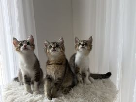 Süße Babykatzen zu verkaufen 🐾