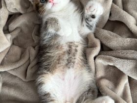 Süße Babykatzen zu verkaufen 🐾