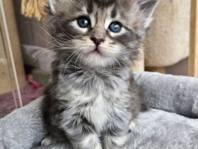 Maine Coon Kitten mit Stammbaum