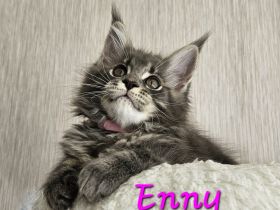 Maine Coon Kitten mit Stammbaum