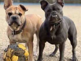 Schweren Herzens suchen wir für unsere beiden Hunde gemeinsam ein liebevolles neues Zuhause. ❤️