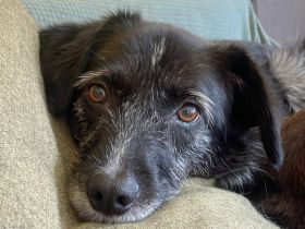 Ignis sucht ruhiges, stabiles Zuhause