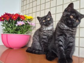 Süße BKH Kitten suchen ein liebevolles Zuhause!