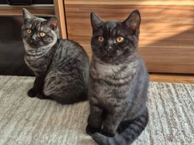 Zwei zuckersüße BKH Kitten (weiblich) suchen ein liebevolles Zuhause!