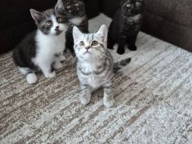 Süße BKH Kitten suchen ein liebevolles Zuhause!