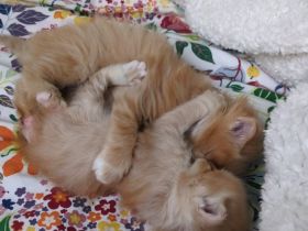 🐾 Sibirische Waldkatzen-Kitten suchen ihr Für-Immer-Zuhause 🐾