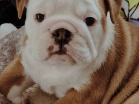Englische Bulldoggenwelpen, weiblich, FCI-Stammbaum