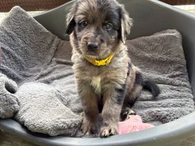Golden Aussie Welpen aus liebevoller Familienaufzucht