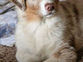 Australian Shepherd Welpen