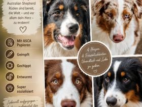 Australian Shepherd Welpen