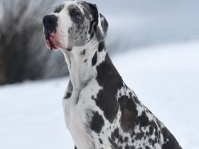 Deutsche Doggen Rüde knapp 2 Jahre