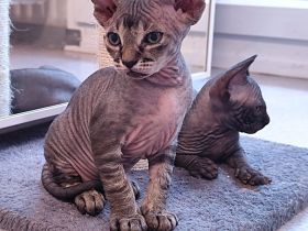 Unsere 5 Sphynx-Jungen aus Karlsruhe sind 6 Wochen alt geworden. Sommerangebot
