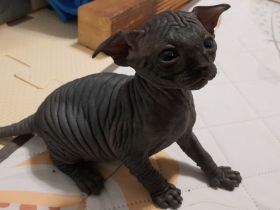 Canadian-Sphynx-Kitten aus liebevoller Hobbyzucht – ab Mitte Juli abgabebereit