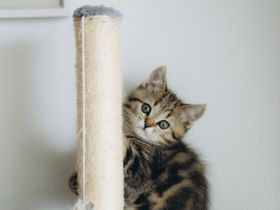 BKH Kitten reinrassig