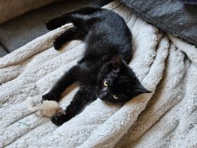 Katzenbaby abzugeben