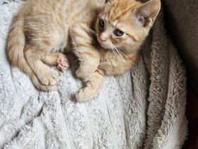 Katzenbabys abzugeben