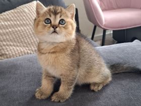 Wunderschöne reinrassige BKH Kitten suchen ein liebevolles Zuhause