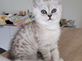 Wunderschöne reinrassige BKH Kitten suchen ein liebevolles Zuhause