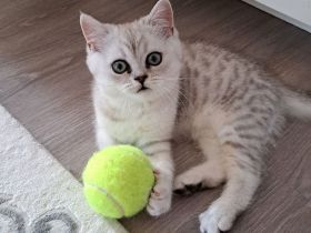 Wunderschöne reinrassige BKH Kitten suchen ein liebevolles Zuhause