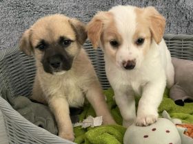 Jack Russell–Zwergspitz Mix Welpen suchen ein liebevolles Zuhause 🐾