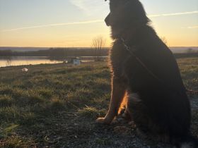 Deutscher Schäferhund stockhaarig