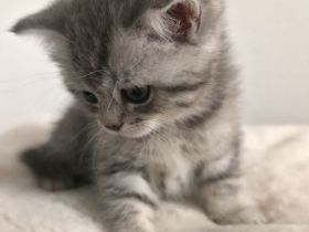 Bkh kitten, bkh Kätzchen