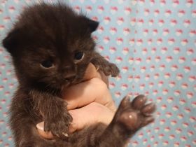 Ragdoll / BKH Mix