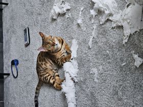 Bengal kater