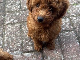 Toypudel/Zwergpudel-11Wochen-Apricot/Red-Brown