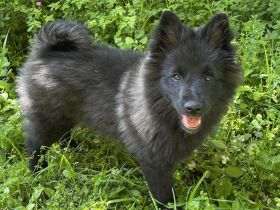 Großspitz Welpe weiblich schwarz abgabebereit