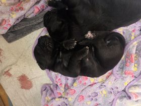 Cane corso welpen zu verkaufen