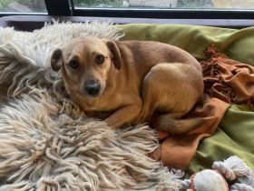 Nanni, kleine Labrador Mix Hündin