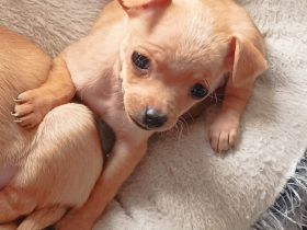 1 Chihuahua Zwergpinscher Welpe sucht noch ein neues Zuhause