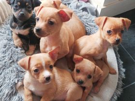 Chihuahua Zwergpinscher Welpen suchen neues Zuhause