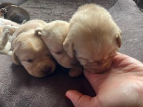 Reinrassige Labrador Welpen