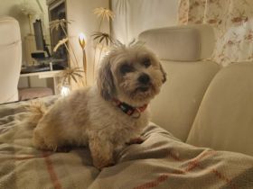 Louie - ein Hund zum Verlieben