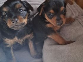 Prager Rattler Babys