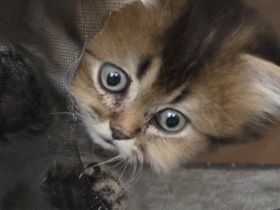 BKH Babykatzen
