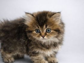 BKH Babykatzen
