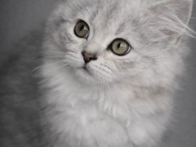 BKH Babykatzen