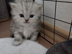 BKH Babykatzen (eine Mädchen ist schon reserviert)