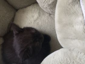 BKH Kitte weiblich
