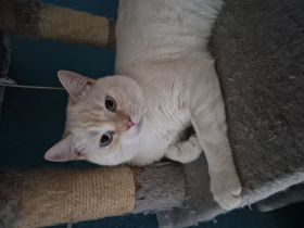 Hübscher kater