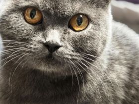 BKH Kitten reinrassige lilac blau