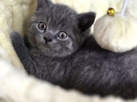 reinrassige BKH Kitten abgabebereit